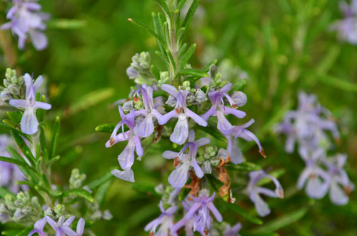 Rosmarin im Garten