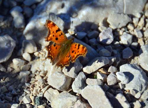 Schmetterling